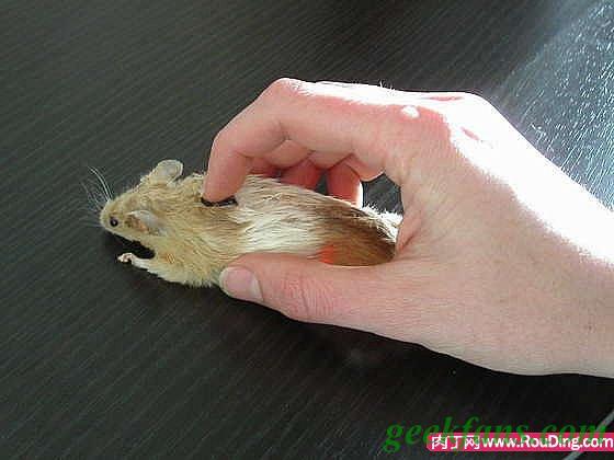 17.jpg 雷人,真正老鼠做的鼠标