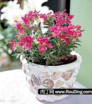 制作DIY石膏海贝壳手工制作创意花盆