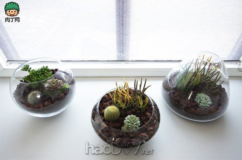 自制diy制作:鱼缸类玻璃容器下的简易盆栽设计