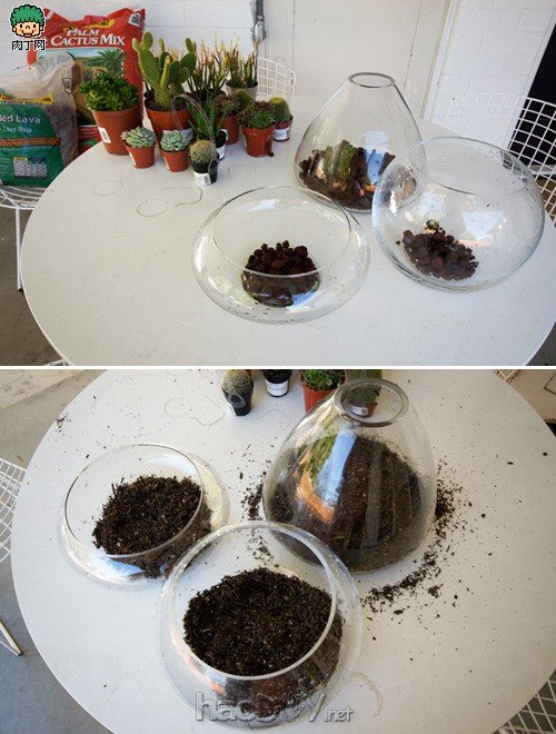 自制diy制作:鱼缸类玻璃容器下的简易盆栽设计