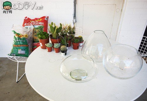 自制diy制作:鱼缸类玻璃容器下的简易盆栽设计