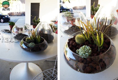 自制diy制作:鱼缸类玻璃容器下的简易盆栽设计