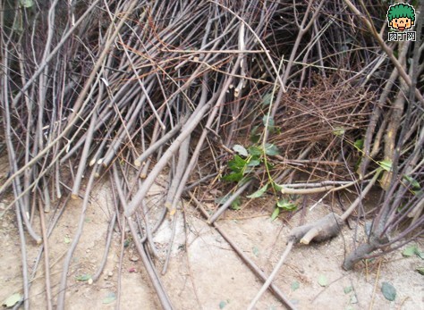 diy树枝废物利用 树枝桌等树枝家居装饰手工制作