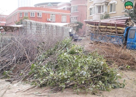 diy树枝废物利用 树枝桌等树枝家居装饰手工制作