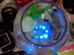 diy超简单LED鱼缸灯