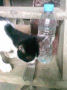 制作猫咪饮水机2