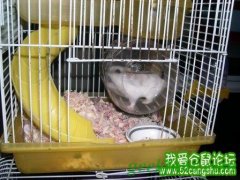 制作DIY仓鼠跑轮