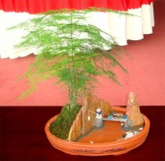 diy文竹的养殖方法