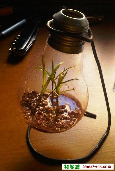 自制灯泡植物:一灯一世界