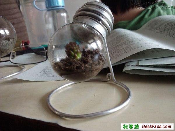 自制灯泡植物:一灯一世界