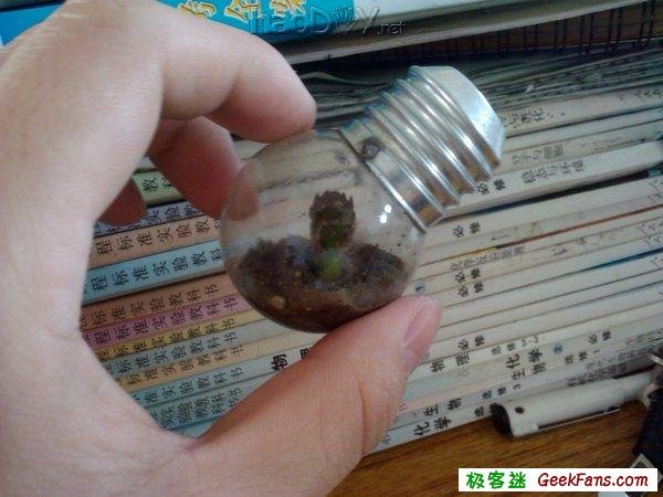 自制灯泡植物:一灯一世界