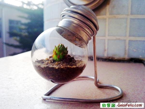 自制灯泡植物:一灯一世界