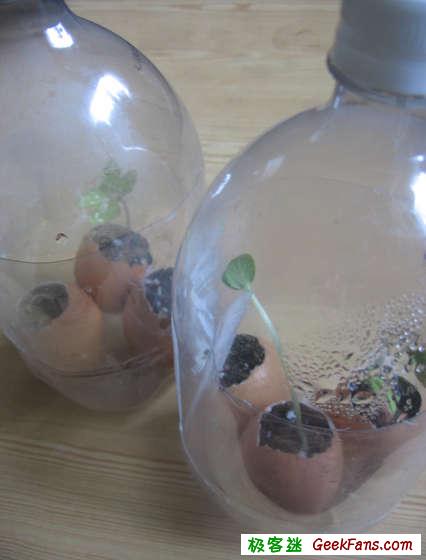 制作制作蛋壳微盆景