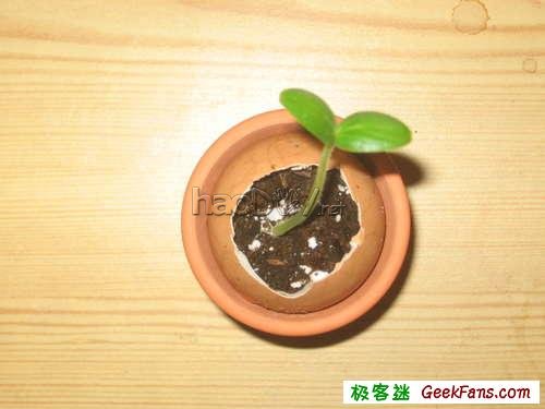 制作制作蛋壳微盆景