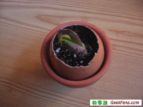 制作制作蛋壳微盆景