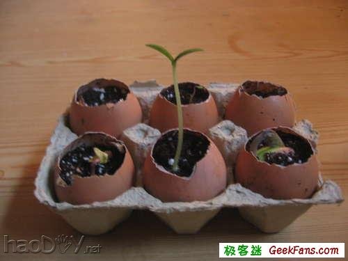 制作制作蛋壳微盆景