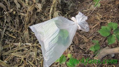 自制教你在户外利用植物取水