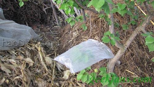 自制教你在户外利用植物取水