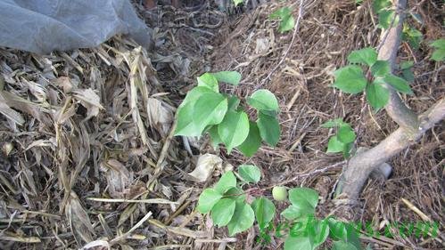 自制教你在户外利用植物取水