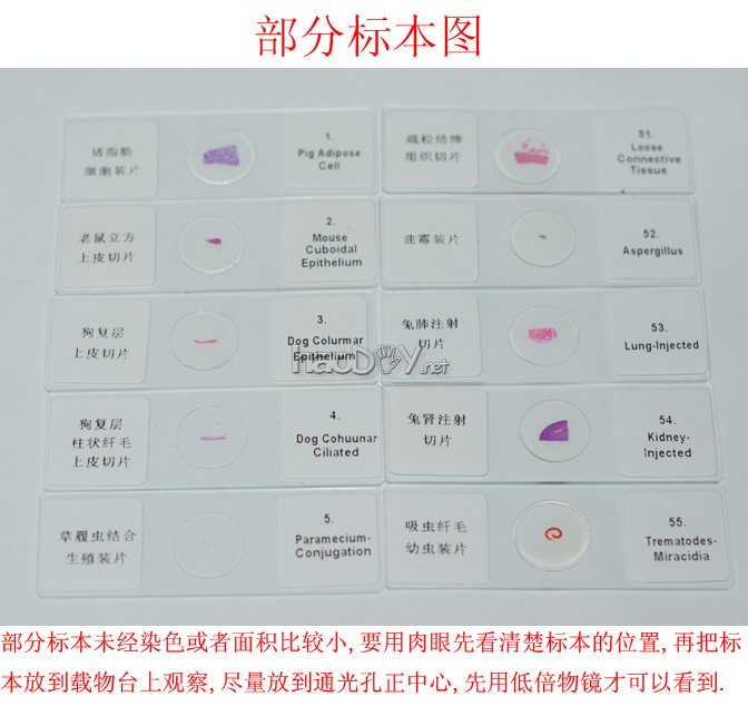 自己动手制作显微镜观测标本片