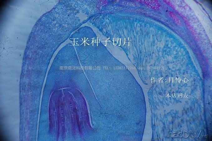 自己动手制作显微镜观测标本片