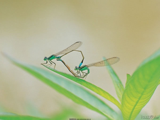 l-ljwdklg2id (32).jpg 体视显微镜下蜻蜓的图片