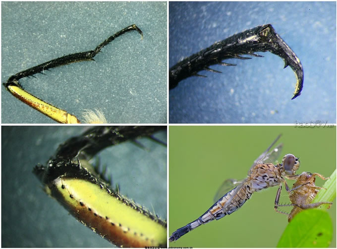 前爪-捉虫的工具.jpg 体视显微镜下蜻蜓的图片