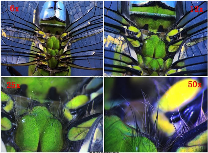 296135_1313516454.jpg 体视显微镜下蜻蜓的图片