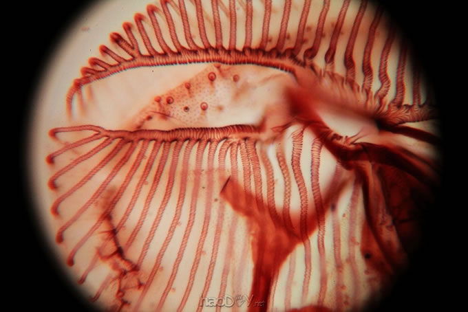 40XPMax_0.jpg 初试显微摄影(国产三目显微镜 + 单反)