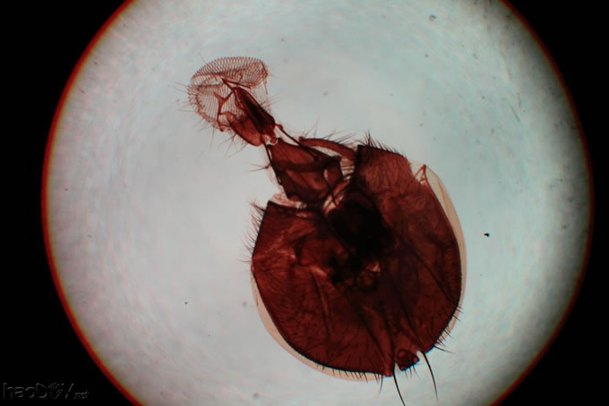 3IMG_1461_0.jpg 初试显微摄影(国产三目显微镜 + 单反)