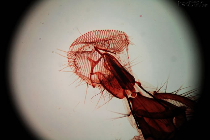 10XPMax_0.jpg 初试显微摄影(国产三目显微镜 + 单反)