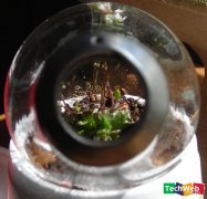 制作废灯泡做成的花室暖房