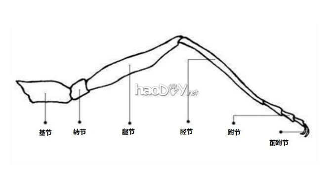 认识六足机器人及多足机器人