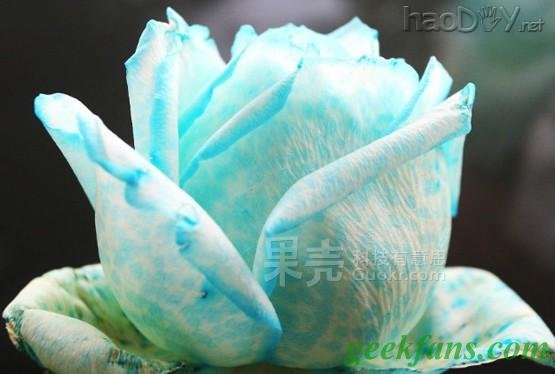 科技小制作-教你制作彩色玫瑰