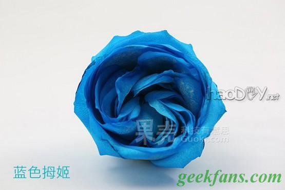科技小制作-教你制作彩色玫瑰