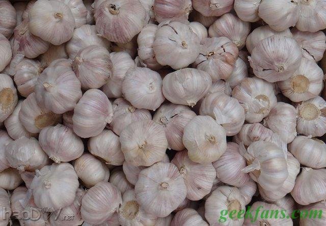 科技小制作-自制大蒜生物电池