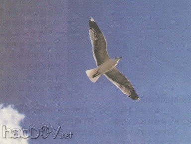 科技小制作-扑翼飞鸟模型制作