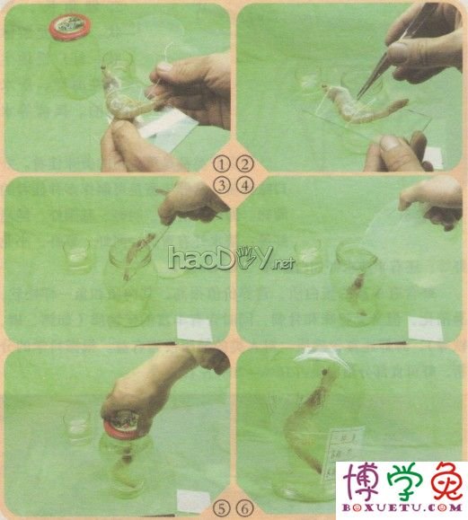 科技小制作-制作河虾标本