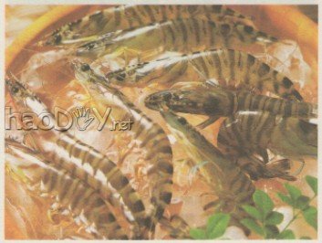 科技小制作-制作河虾标本