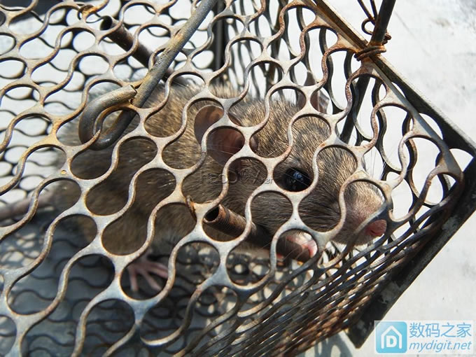 老鼠偷吃腊肠,简单做个间接捕鼠装置 老鼠偷吃腊肠,简单做个间接捕鼠装置