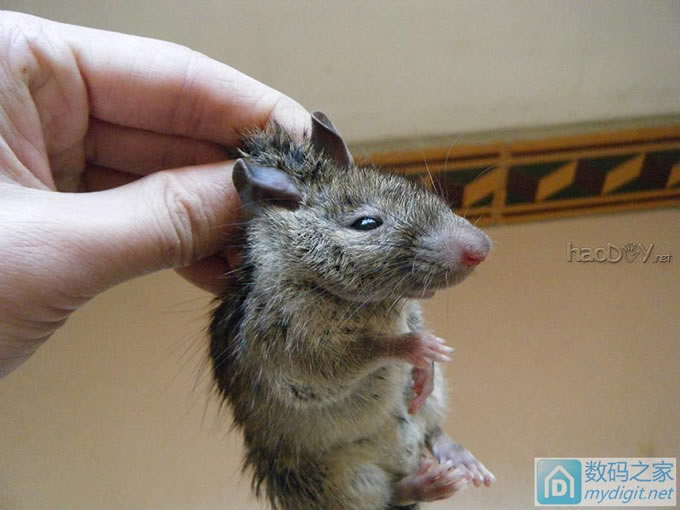 老鼠偷吃腊肠,简单做个间接捕鼠装置 老鼠偷吃腊肠,简单做个间接捕鼠装置