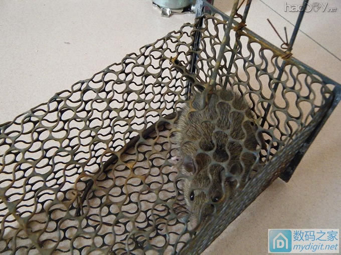 老鼠偷吃腊肠,简单做个间接捕鼠装置 老鼠偷吃腊肠,简单做个间接捕鼠装置