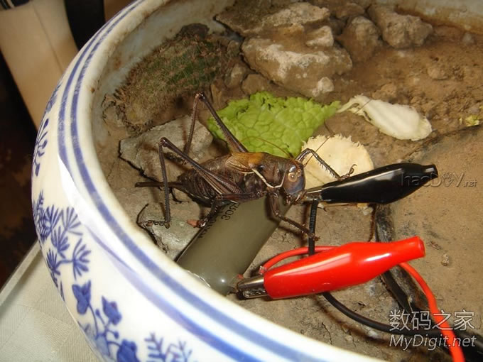 土暖气~母蝈蝈的幸福生活 土暖气~母蝈蝈的特别待遇