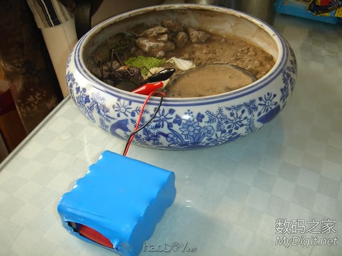 土暖气~母蝈蝈的幸福生活 土暖气~母蝈蝈的特别待遇