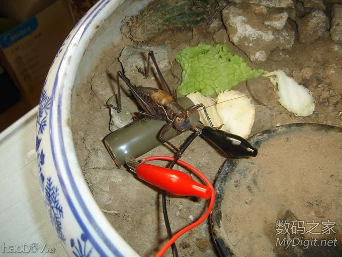 土暖气~母蝈蝈的幸福生活 土暖气~母蝈蝈的特别待遇