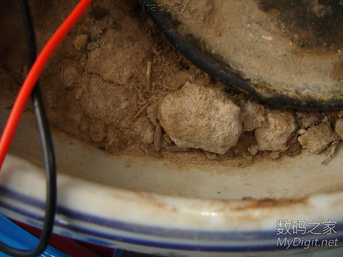 土暖气~母蝈蝈的幸福生活 土暖气~母蝈蝈的特别待遇