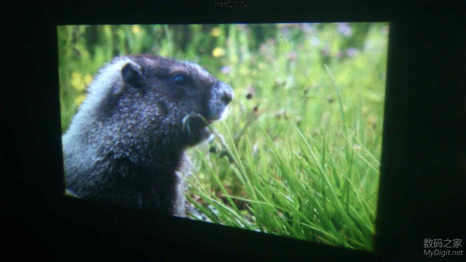 ¿üһѧȫͶӰǰ˫ƾͷ