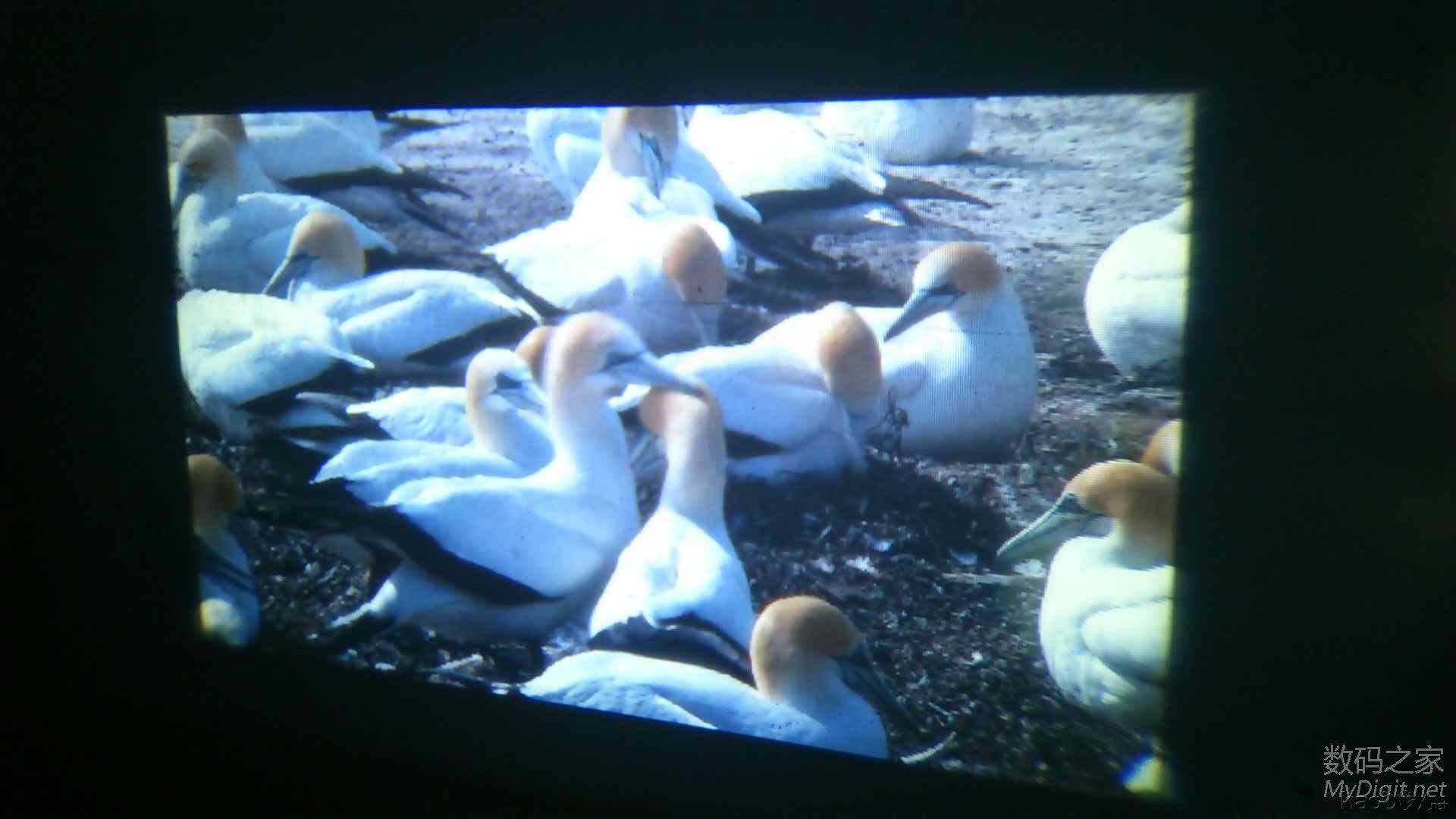 ¿üһѧȫͶӰǰ˫ƾͷ