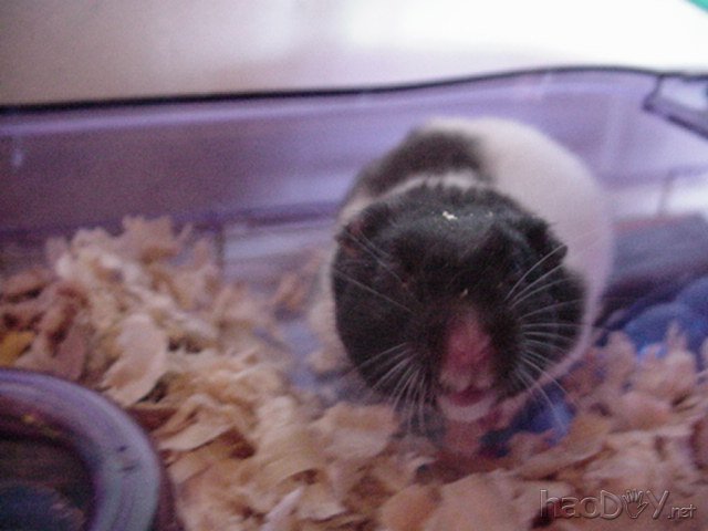 自制仓鼠发电机