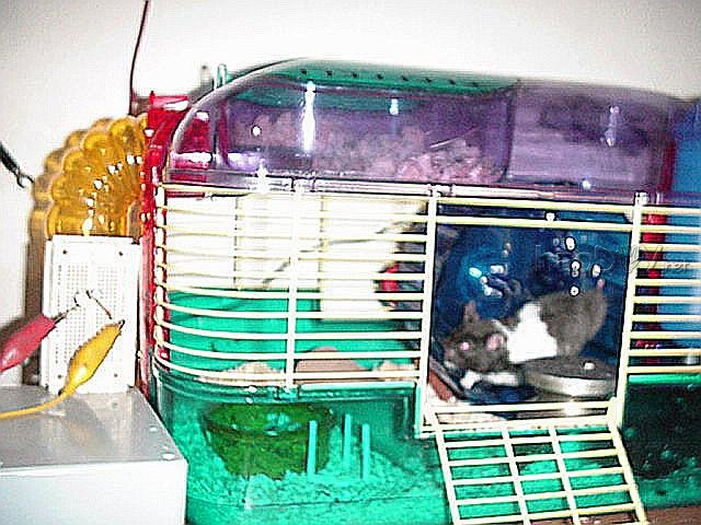 自制仓鼠发电机